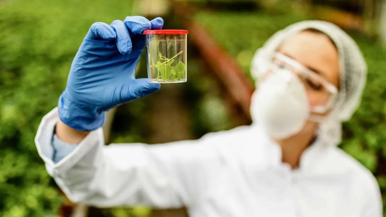 Eine Person in Laborkleidung und blauen Handschuhen hält ein durchsichtiges Gefäß mit grünen Pflanzenproben vor einem Hintergrund aus Pflanzen.